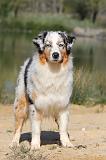BERGER AUSTRALIEN 171